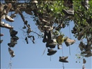 Shoe Tree